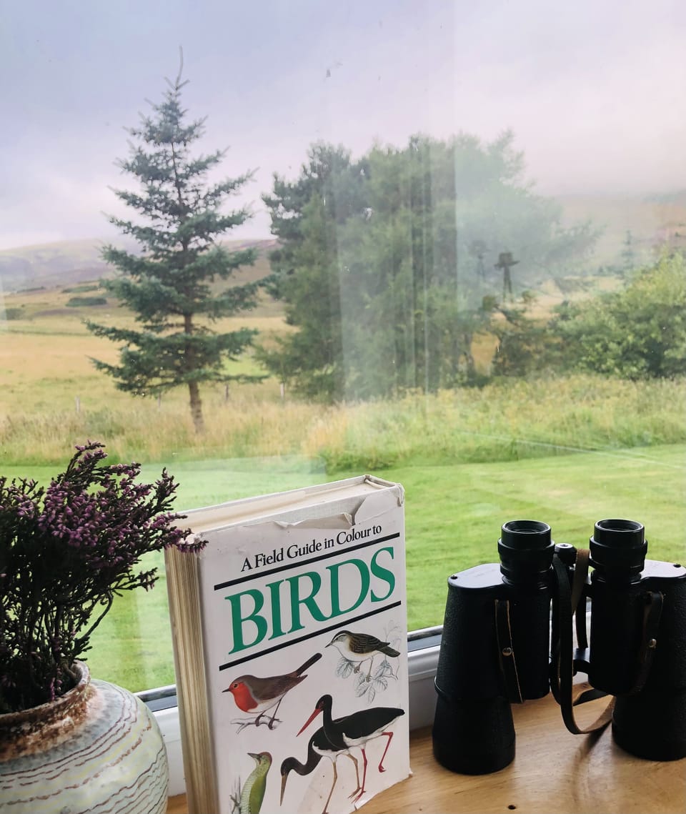 BIRD and wild animal watching. (Eagle, red kite, curlew, barn owl - deer, fox..)