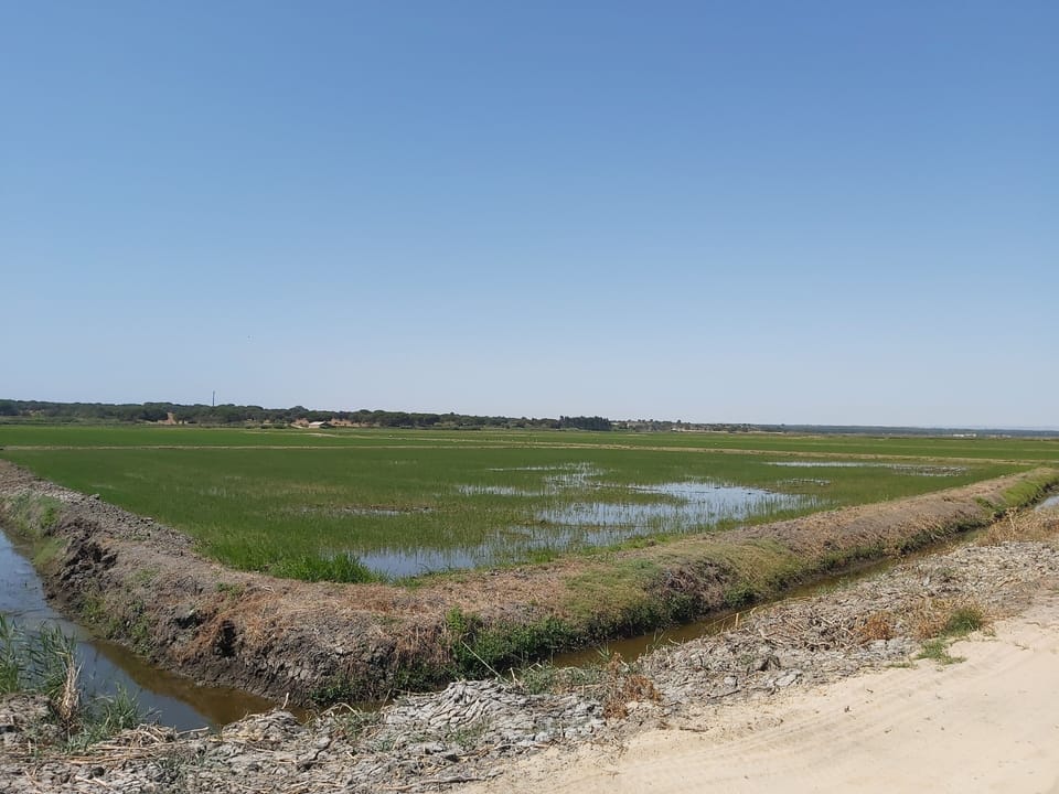 Montevil - campos de arroz