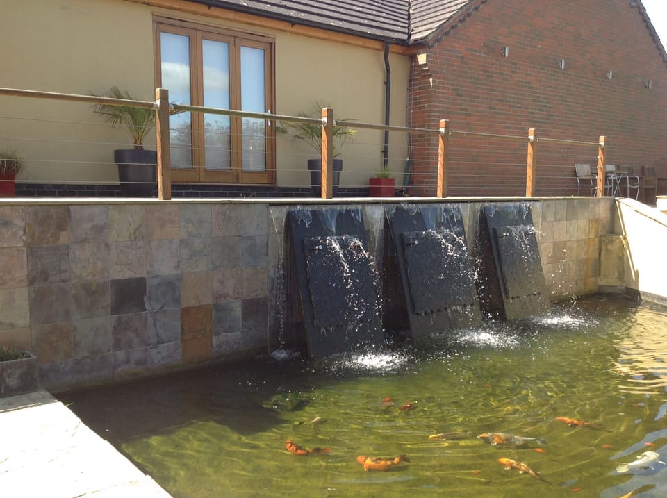 Koi pond 