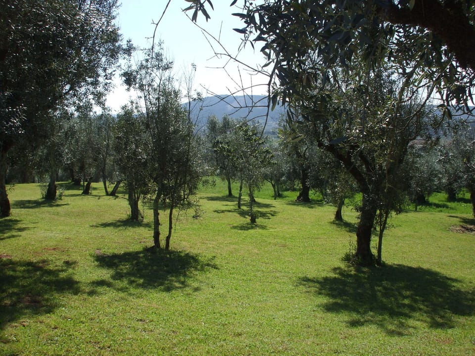 View of land area