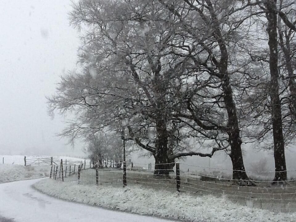 A rare beautiful snowy day