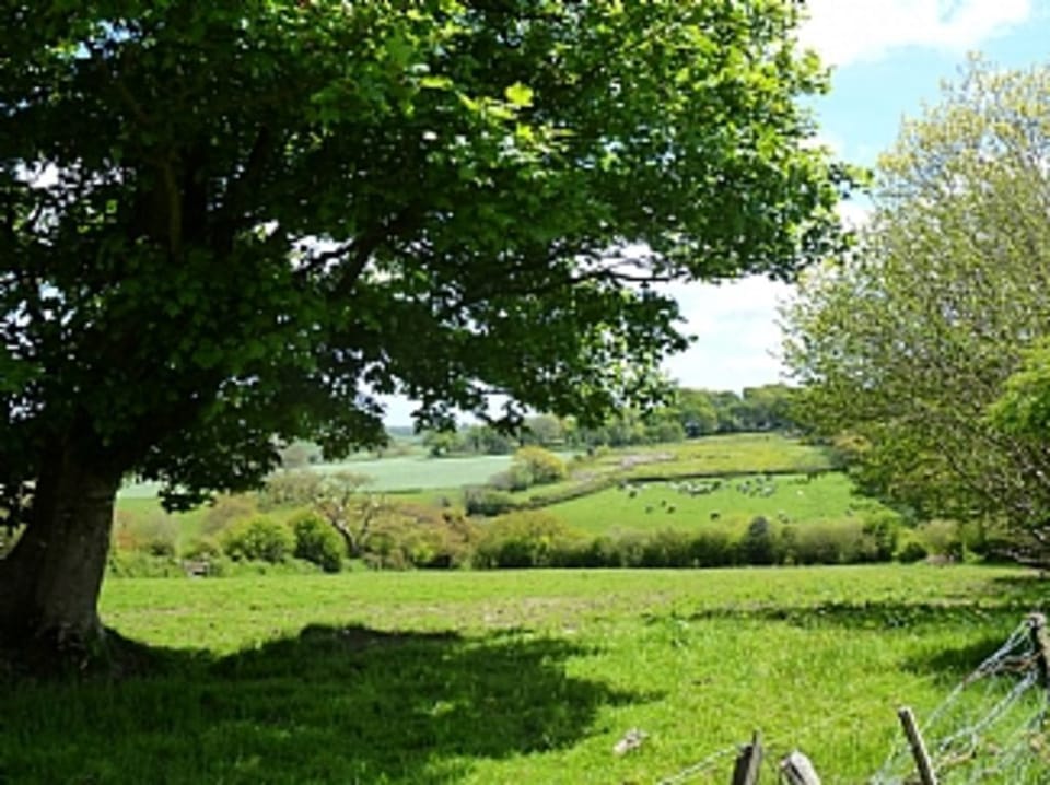 View from Cottage