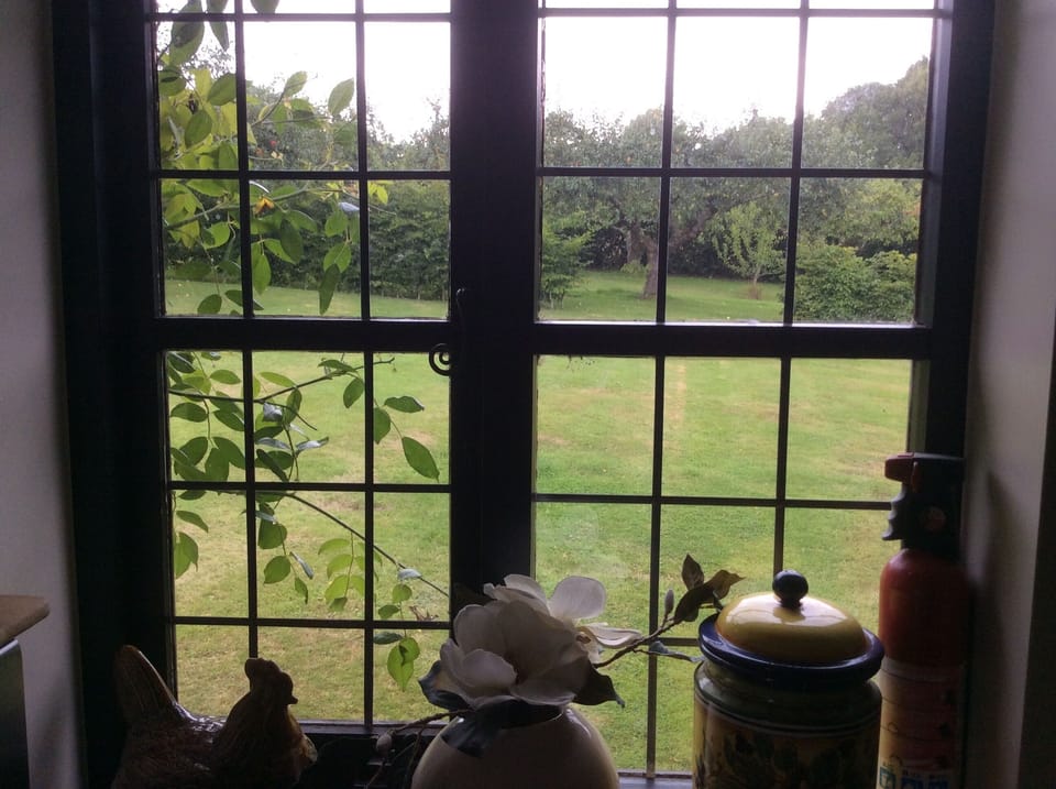 View of the orchard from the kitchen.