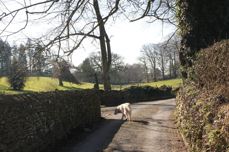 Countryside walks on hedge-rowed lanes from the door