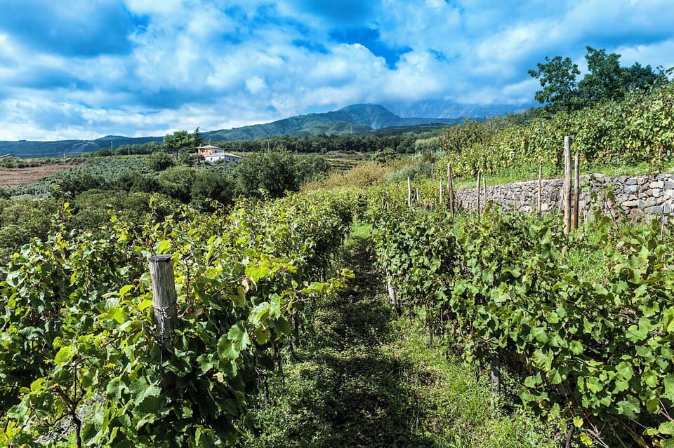 Vineyards where Etna doc grapes are being produced.