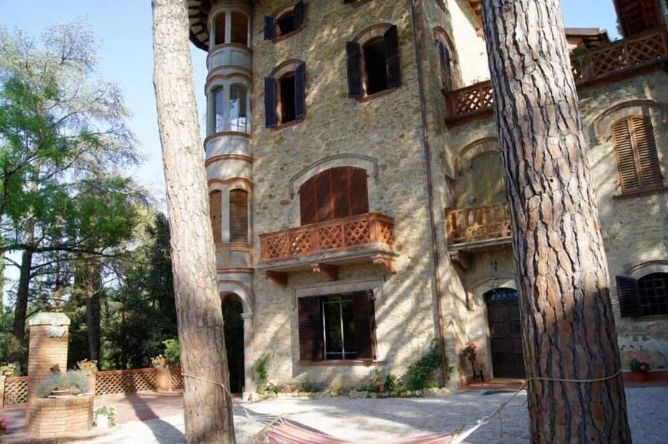 the shadows of the pines in the garden