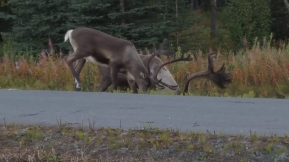 Local caribou grazing