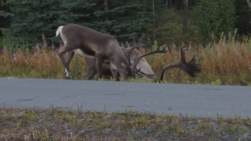 local caribou/reindeer are seen in our area from time to time 