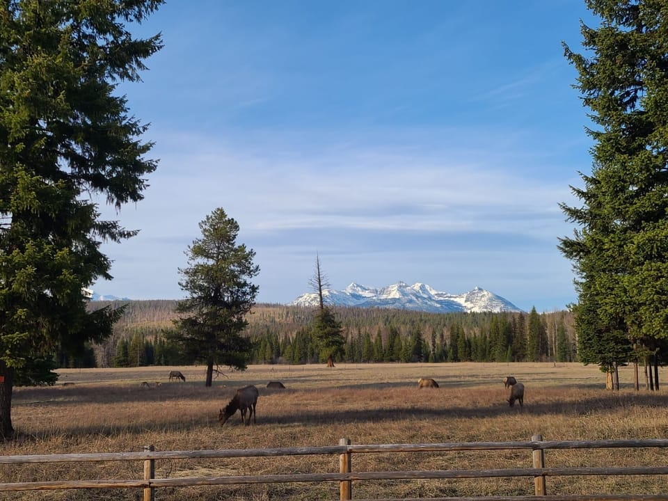 The healthy local elk heard