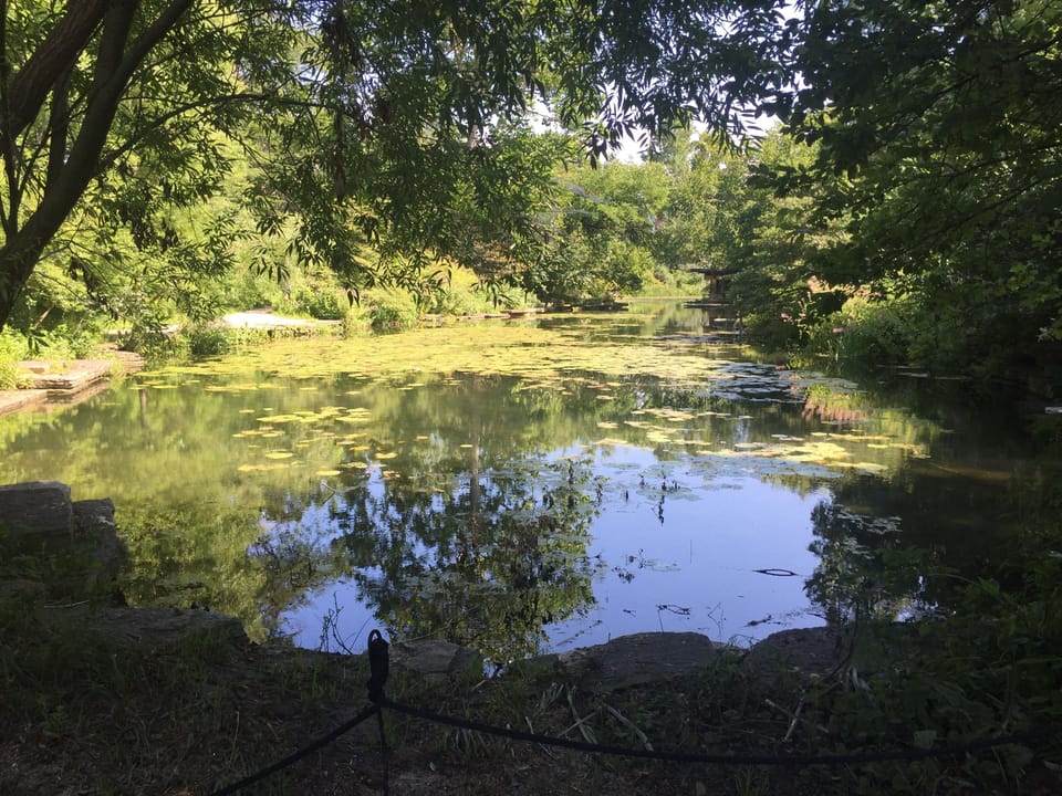 Duck pond at Lincoln Park Zoo.