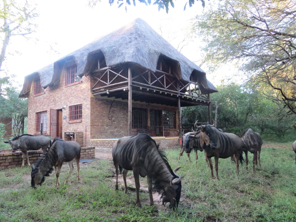 Wildebeest grazing in the back garden