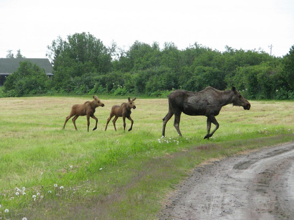 Mamma moose and their calves frequent the property.