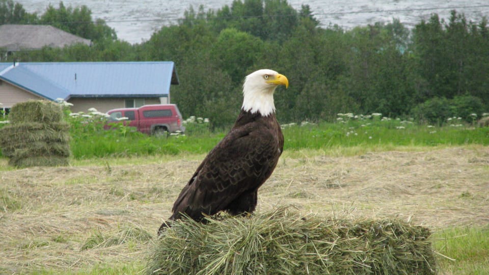 An eagle sitting on a hay bale of hay in front of the rental during hay 