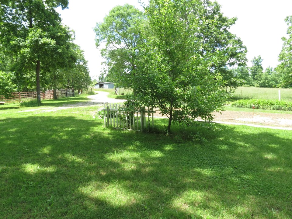 Front yard