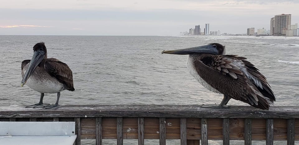 Pelican friends hanging out on the pier at the Gulf Shores State Park.
