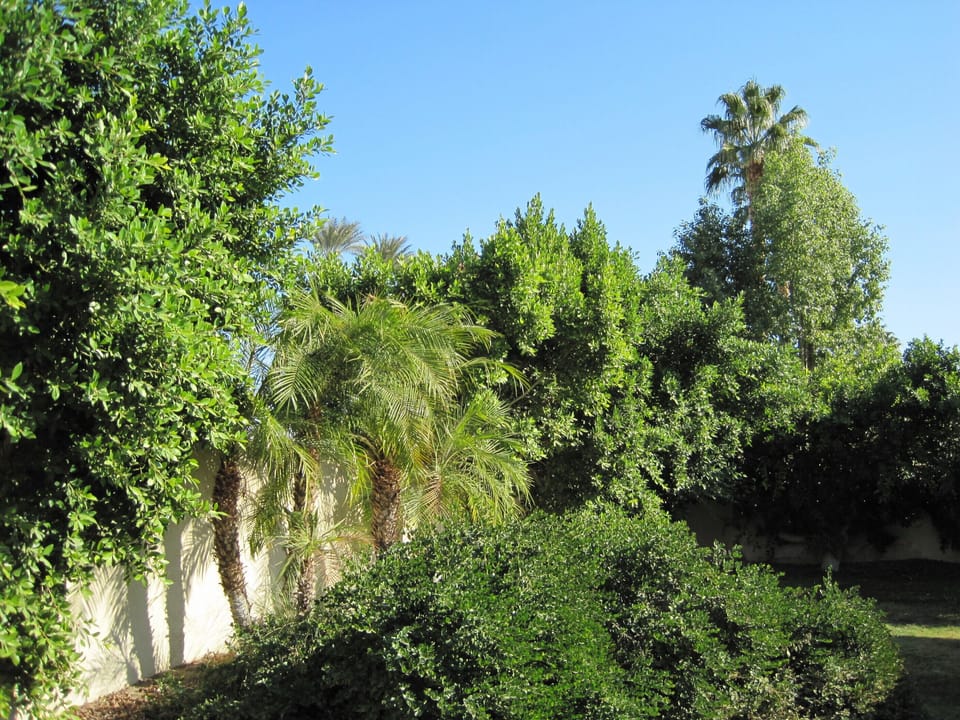 Back yard