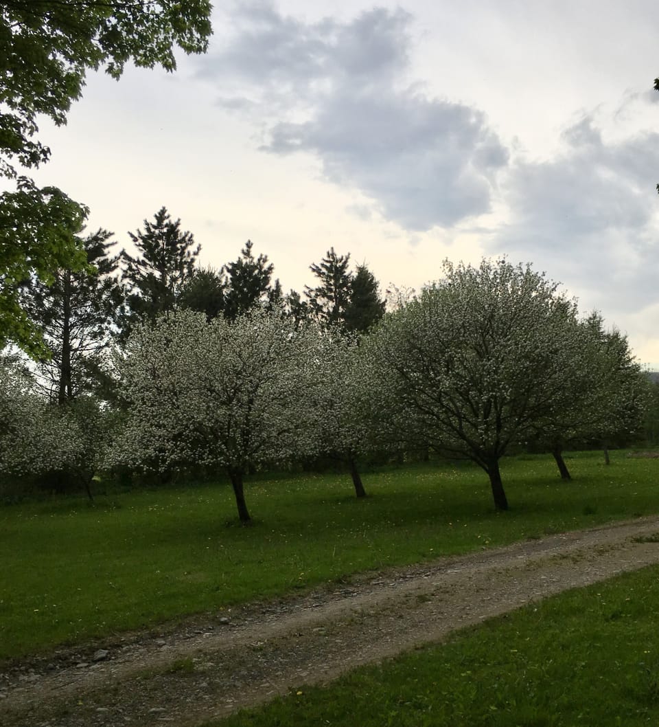 The bountiful apple orchard in Spring.