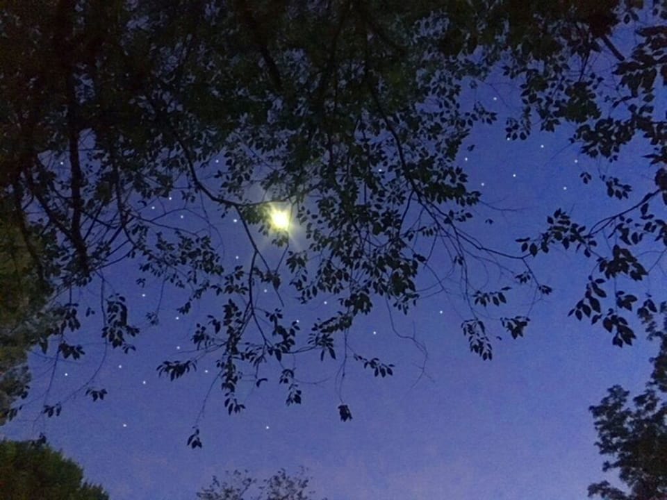 star gazing in the back yard