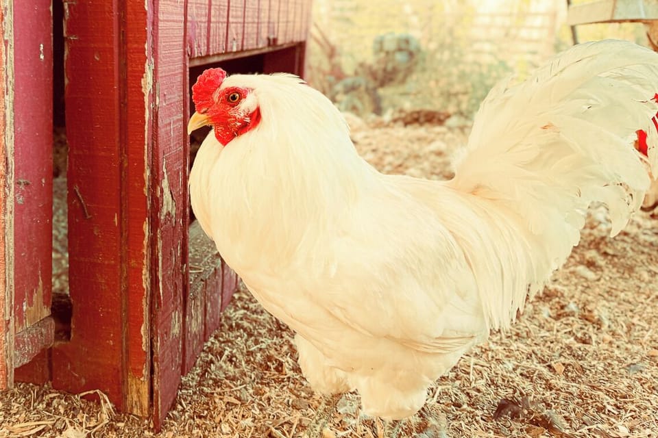 We encourage guests to harvest fresh eggs from the coop