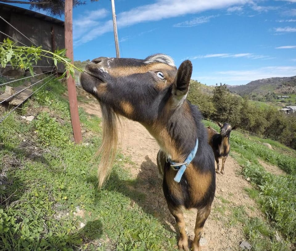 Meet our friendly goats!