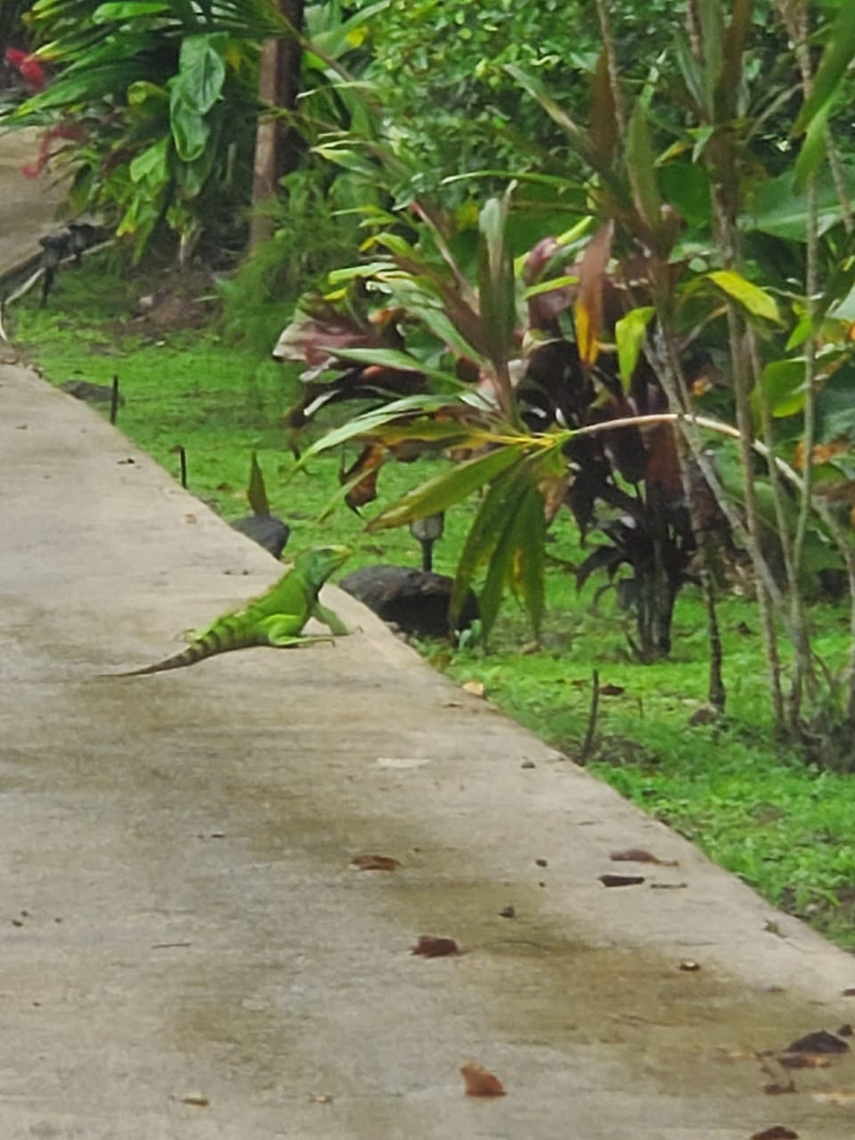 The possibility of spotting an iguana on or around the property is high.