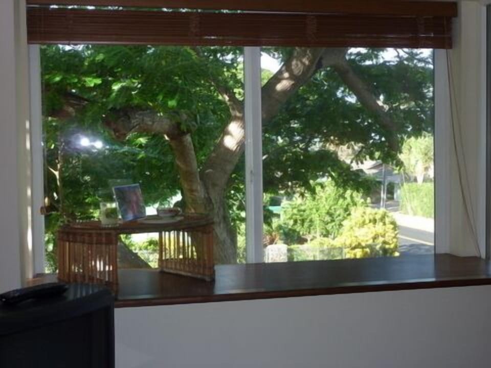 View of the 'tree'  from bedroom window