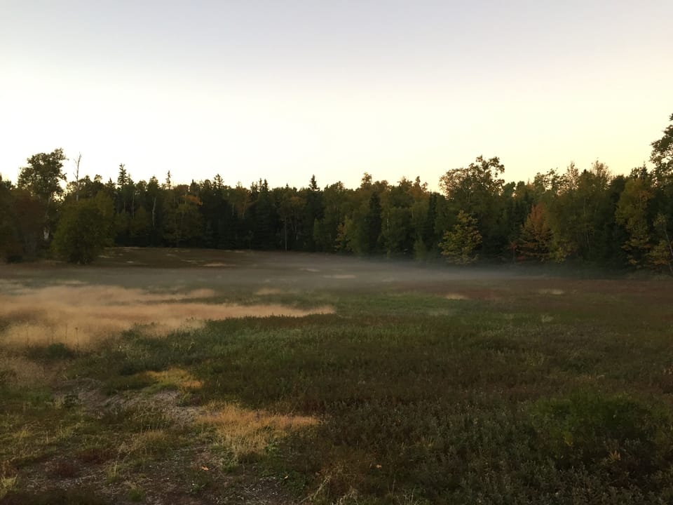Blueberries in the back of the property
