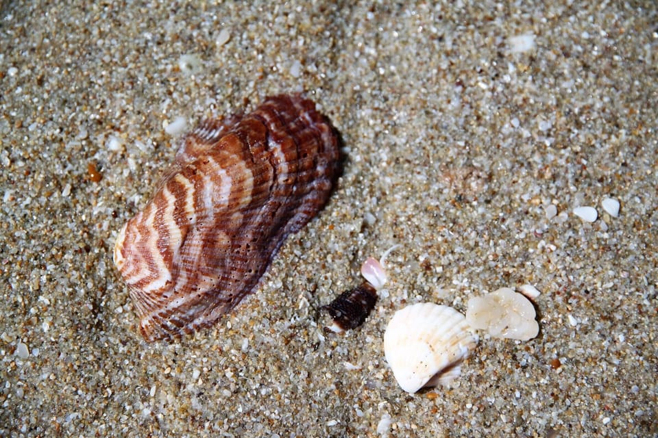 Sea Shells