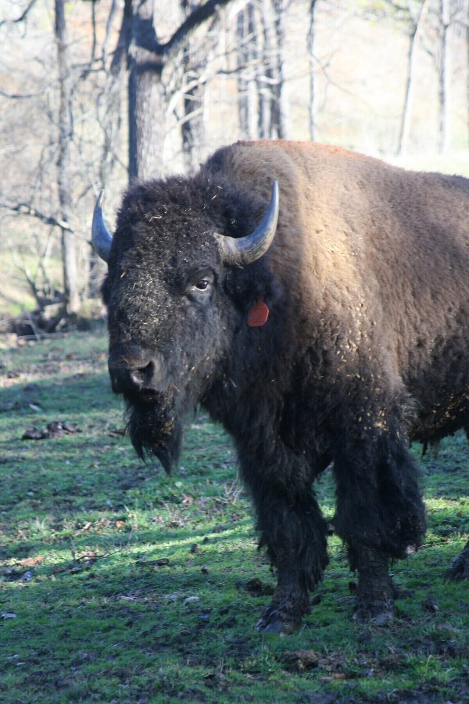 Meet our welcoming committee, we have a herd of @ 20 American Bison