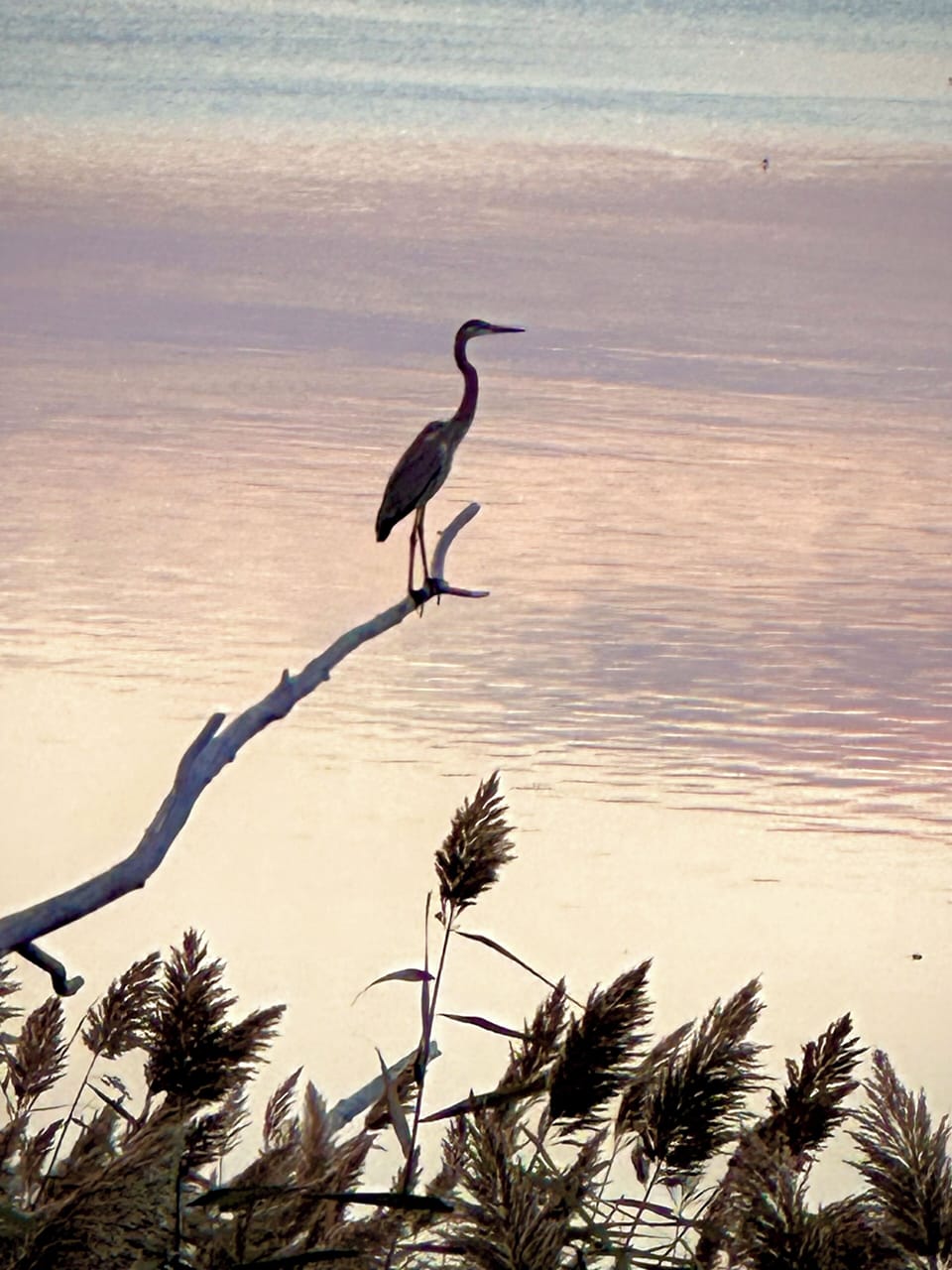 Frequent visitors, Great Blue Heron