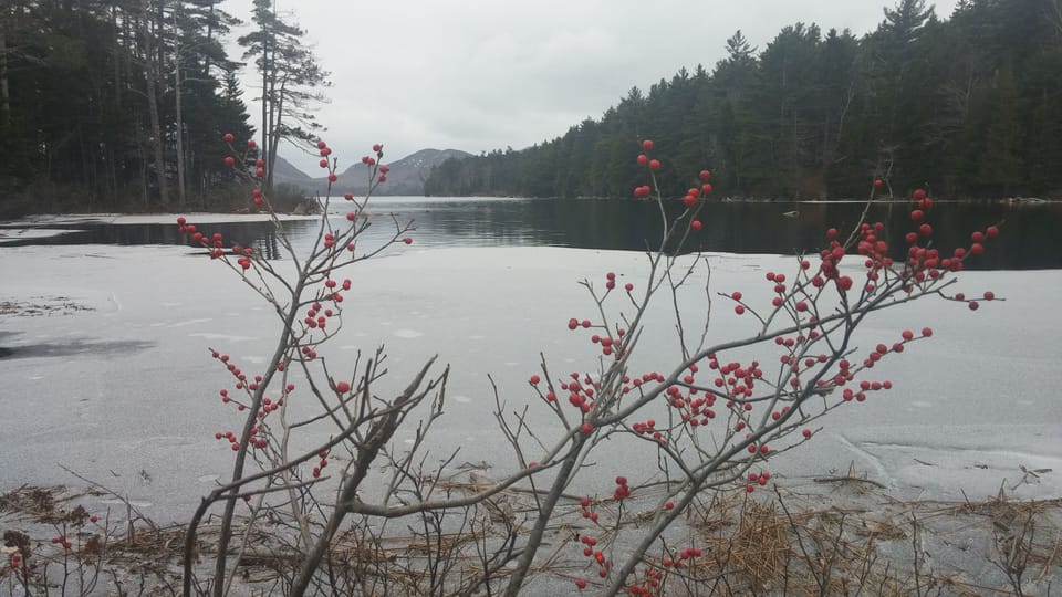 Winter beauty in Acadia National Park.