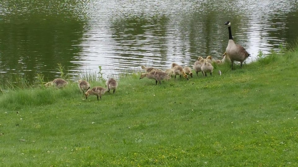 Geese