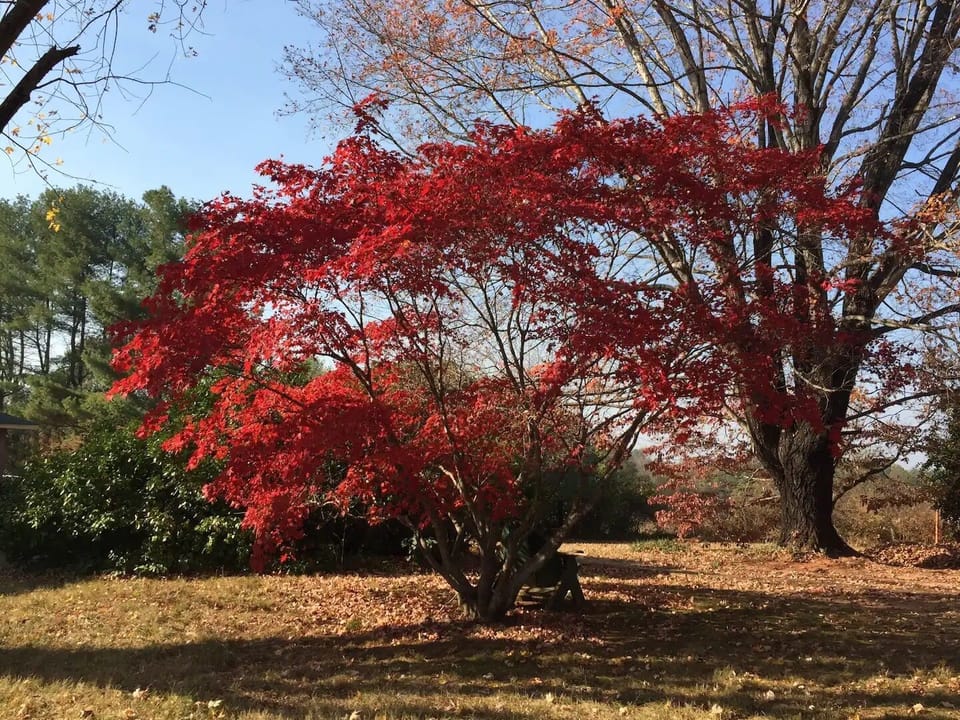 Japanese maple