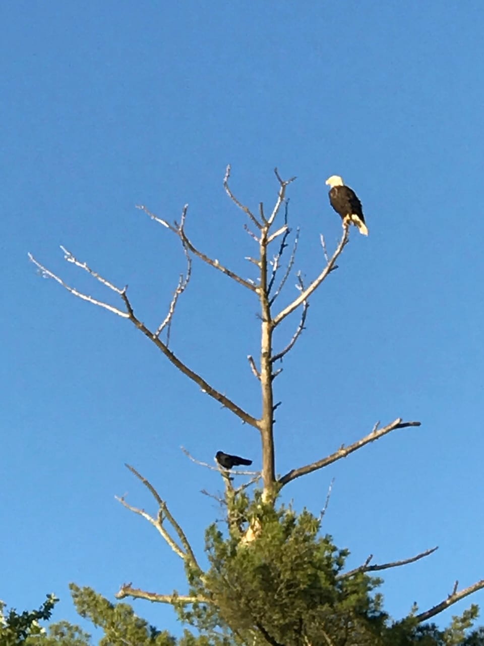 One of many eagles that reside on the lake.