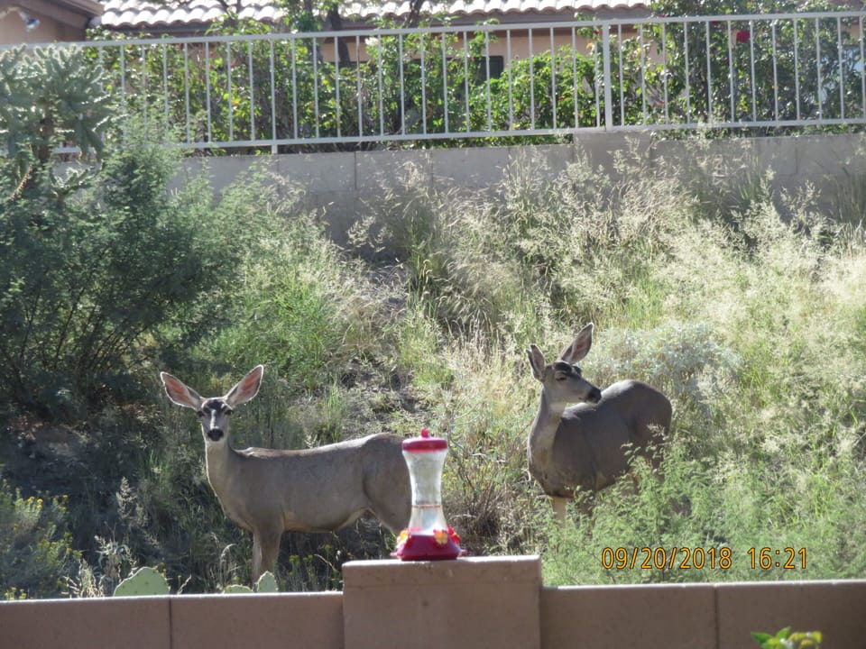 Visitors in the wash area behind the home