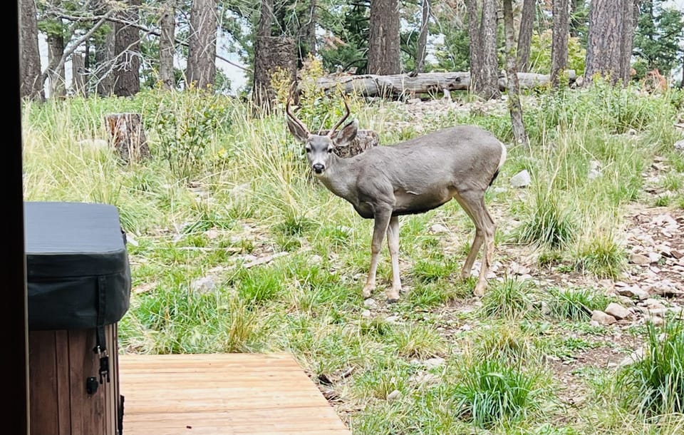 Typical morning view from cabin