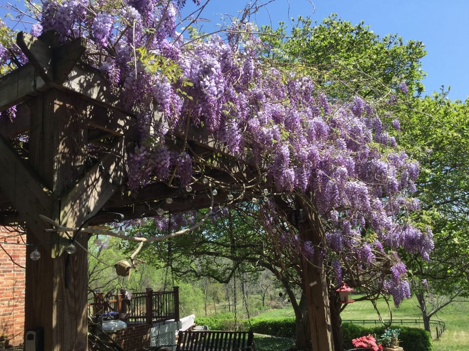 On broom in April and May