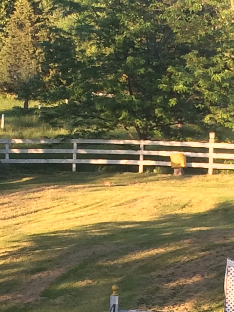 back yard
