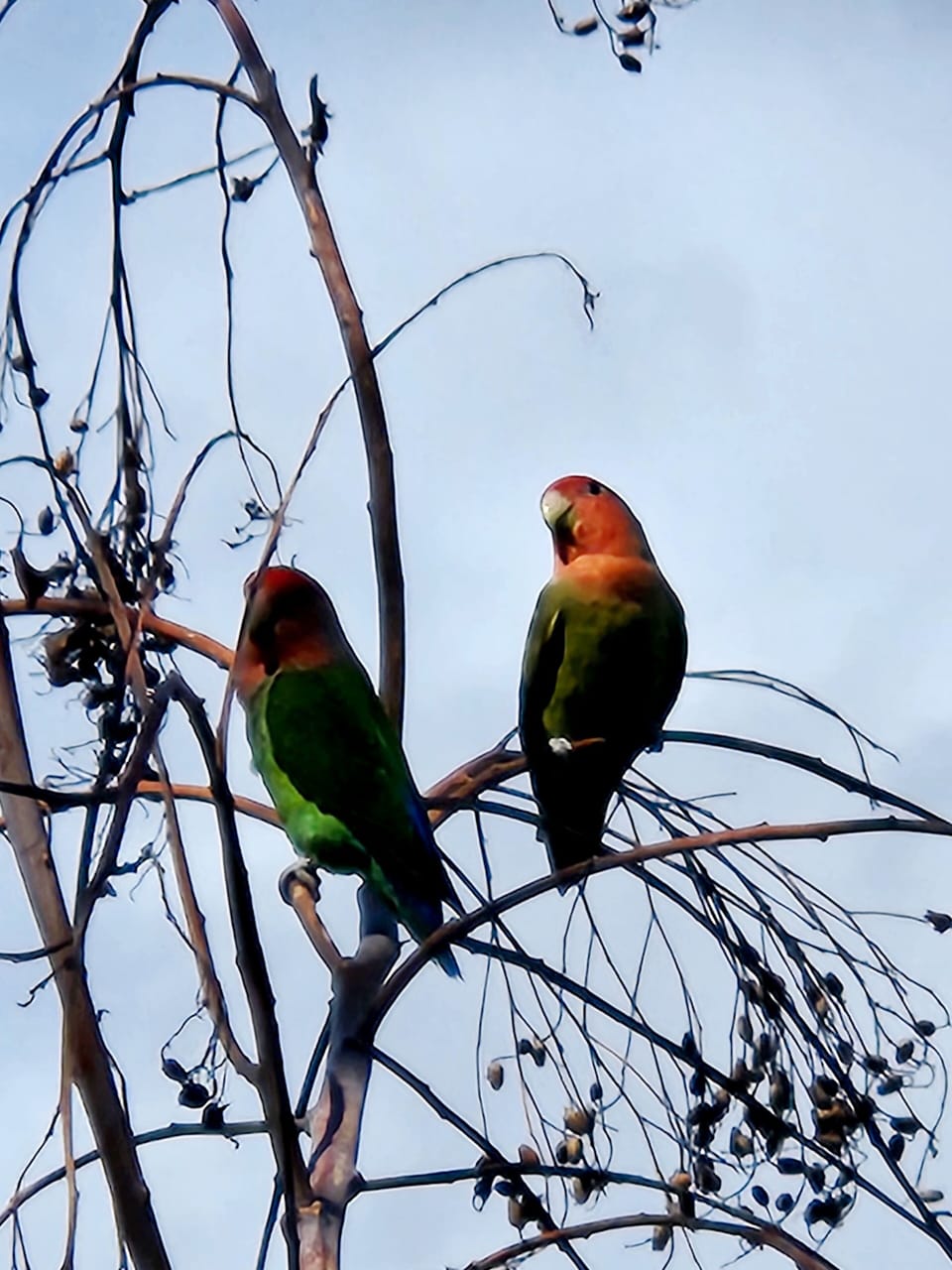 Many beautiful birds to see on Maui! This photo was taken just outside our door.