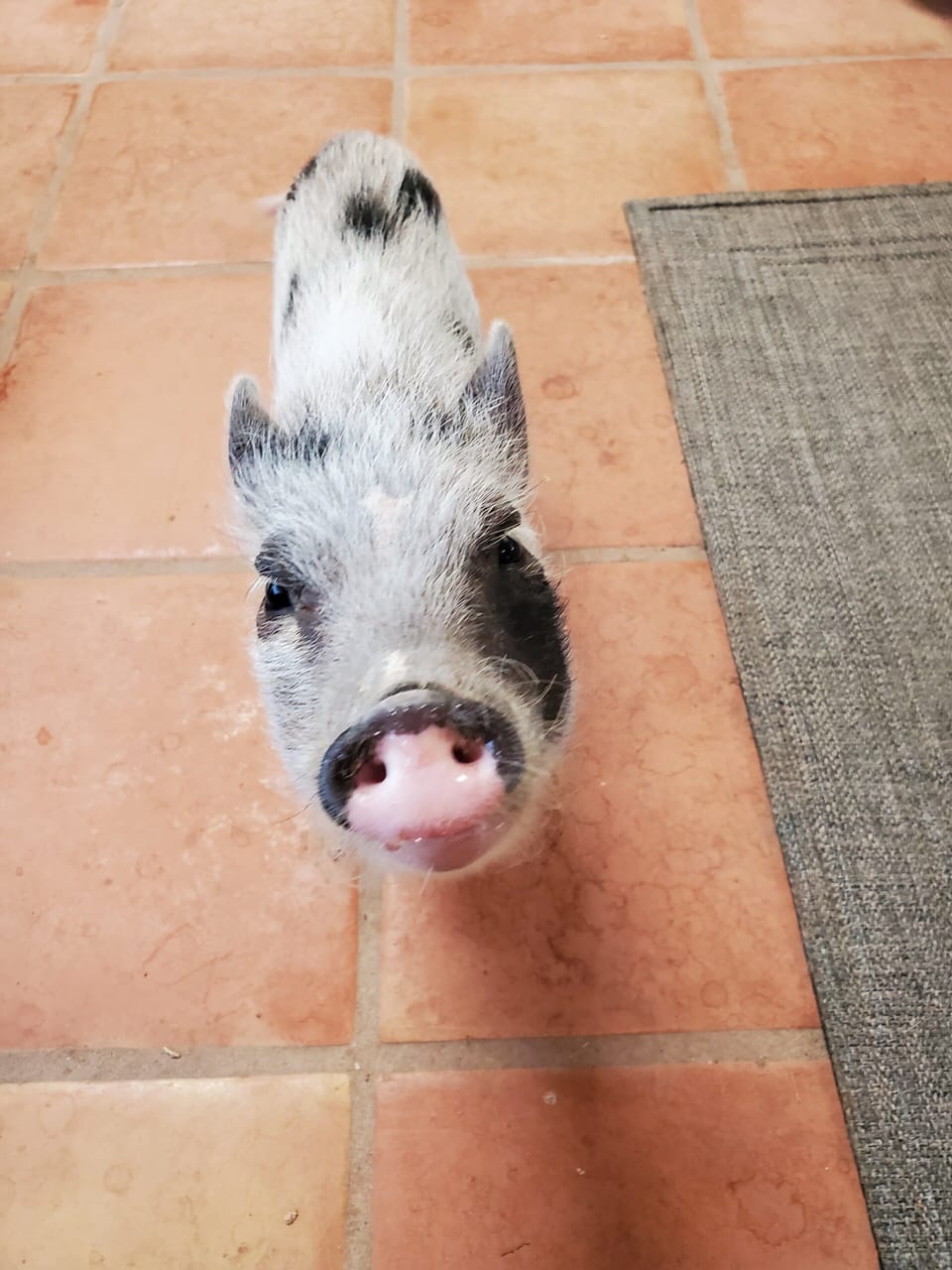Tallulah or "Tutu" the resident mini pig! You may see me lounging around!