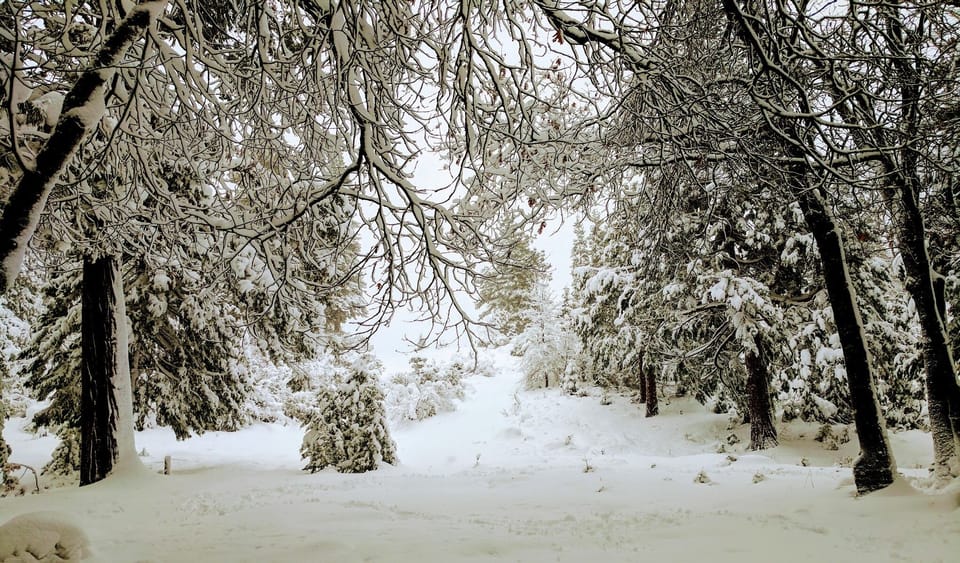 Sledding hill in the backyard. Climb up for mountain views.