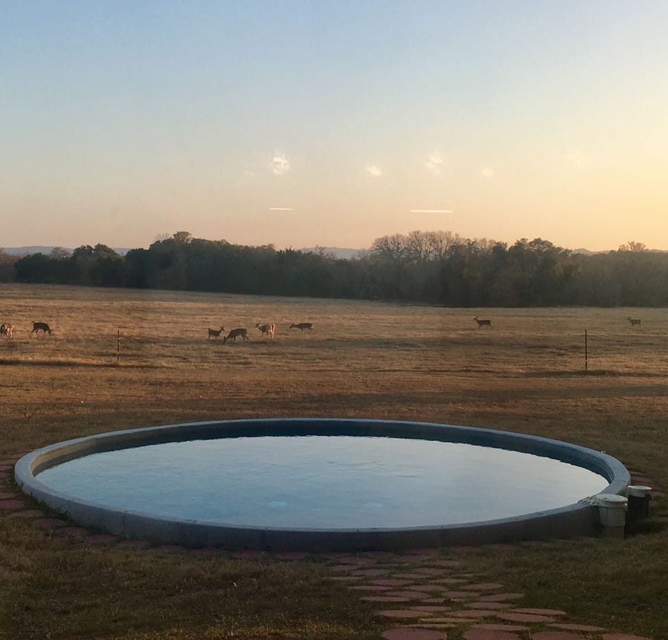 deer at dusk