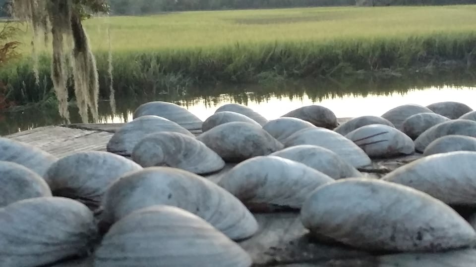 Clam Shells (Dig Clams From The Creek !)