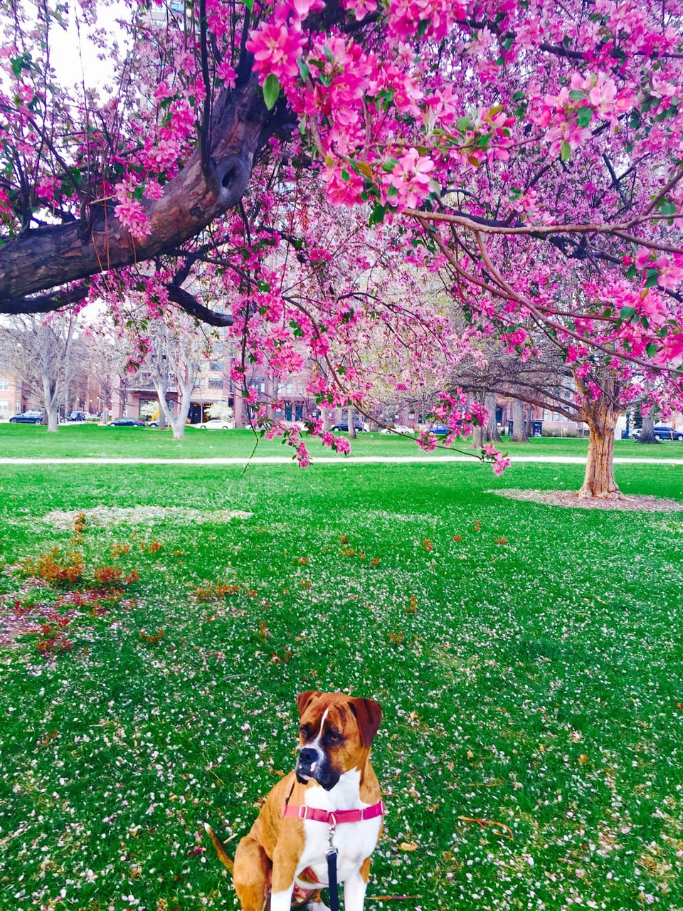 City Park during Cherry Blossom season
