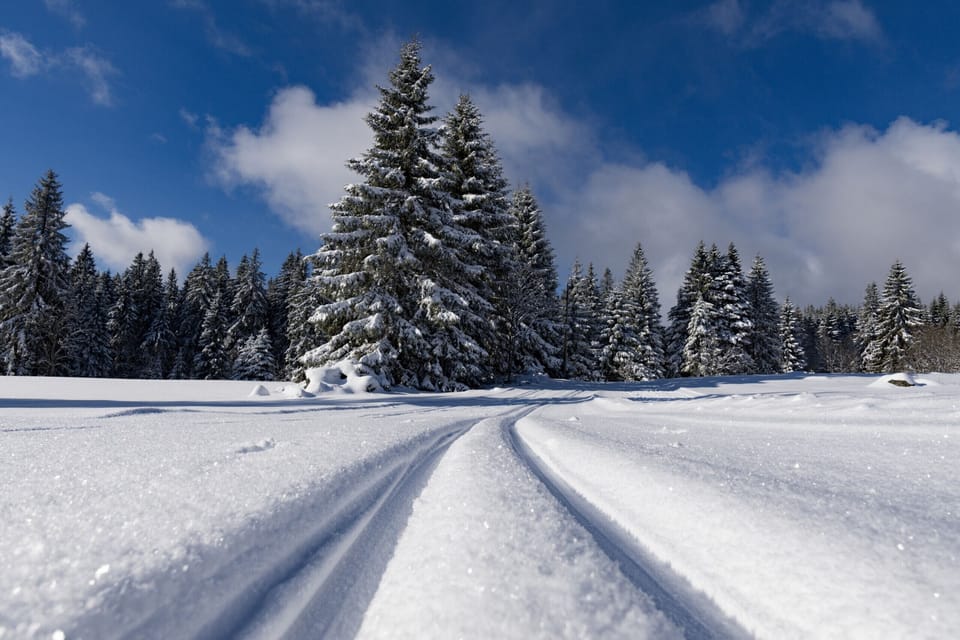 Activité luge d'été à La Bresse Vosges