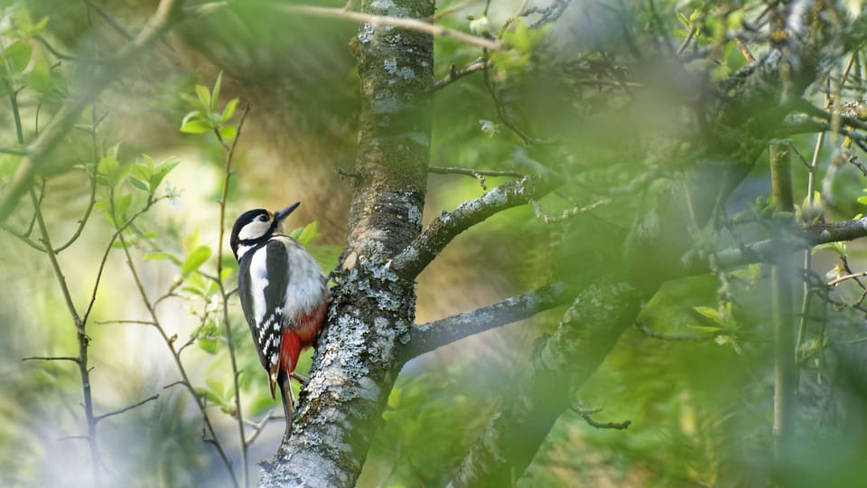 Great Spotted Woodpecker in one of our trees. Our garden and the old orchard are a paradise for birds.