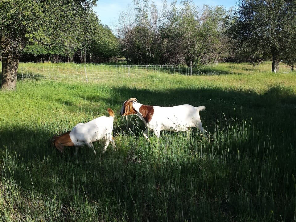 Neighboring farm seen from walk down Orchard Lane.