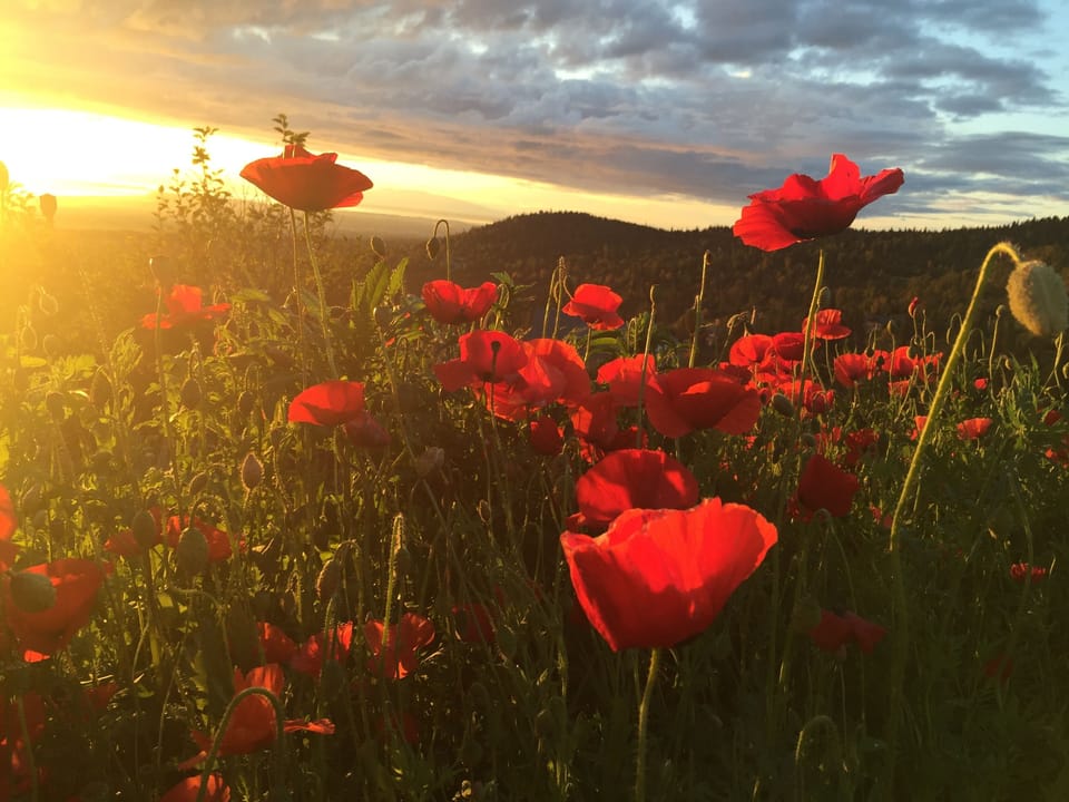 Poppy garden by fire pit