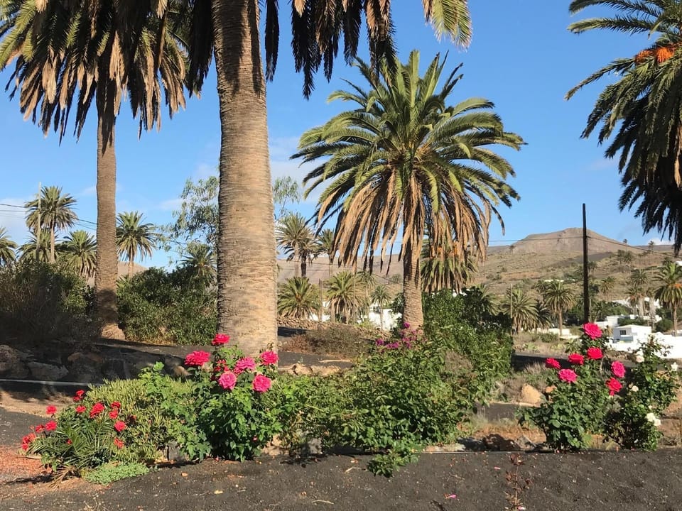The Rose Garden