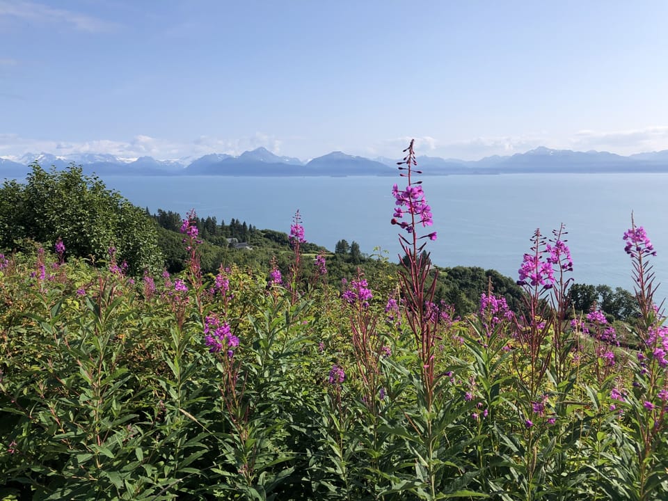 Fireweed in bloom from Baycrest.